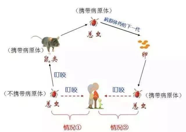 恙虫病有哪些症状?